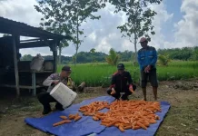 Petani Binaan Polsek Sorawolio Panen Jagung Pakan