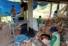 Panen Jagung Pakan di Bungi, Wujud Dukungan Ketahanan Pangan