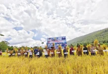 Panen Padi Sawah, Pemkab Busel Komitmen Wujudkan Ketahanan Pangan