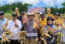 Bupati Muna Pimpin Panen Raya Jagung di Desa Bea Kabawo