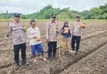 Polsek Sorawolio Tanam Jagung Dorong Kemandirian Pangan Lokal