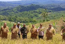 Capaian Padi Wawoangi 2,68 Ton/Ha, Dorong Produksi Berkelanjutan