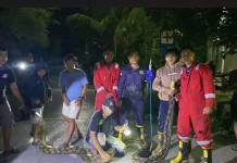 Damkar Baubau Evakuasi 23 Ular Selama Tiga Bulan