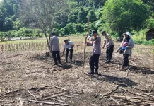 Perkuat Ketahanan Pangan Polsek Sorawolio Tanam Jagung Bersama Petani