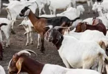Memaknai Ibadah Kurban Lebih dari Sekadar Menyembeli Hewan
