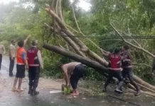 Respons Cepat Polres Buton Utara Tangani Pohon Tumbang di Kulisusu Utara