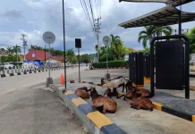 Puluhan Kambing Masuk Baubau, Karantina Pastikan Aman Konsumsi
