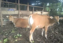 Warga Baubau Diingatkan Waspadai Penyakit Antraks Hewan