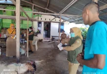Pemkot Baubau Intensifkan Pengawasan Hewan Kurban