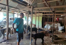 Pedagang Kambing di Baubau Keluhkan Penjualan Sepi jelang Iduladha