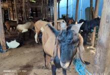Harga Kambing Kurban di Baubau Tembus hingga Rp 6 Juta