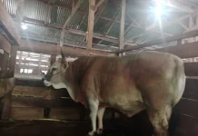 Buton Tengah Terima Sapi Kurban Presiden Berbobot 930 Kilogram