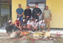 Polisi Ringkus Pencuri Kambing saat Hendak Menyeberang ke Baubau