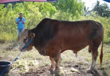 Pemkab Buton Serahkan Sapi Kurban Bantuan Presiden di Matanauwe