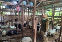 Baubau Bebas Penyakit Zoonosis jelang Idul Adha 2026