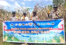 Panen Jagung di Sorawolio Tingkatkan Ekonomi Petani