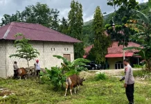 Kapolres Buton Tinjau Lokasi Penyembelihan Hewan Kurban