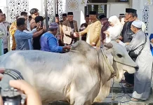 Wali Kota Baubau Serahkan Sapi Kurban Presiden Berbobot 910 Kilogram