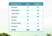 Kemenag Buton Selatan: Sebaran Hewan Kurban Idul Adha Capai 418 Ekor