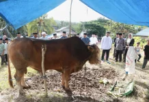 Bupati Buton Saksikan Penyembelihan Sapi Kurban Bantuan Presiden di Siotapina