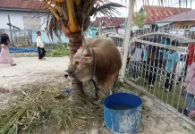 Pemkab Buteng Jamin Hewan Ternaknya Bebas Penyakit Berbahaya