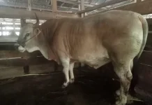 Kabupaten Buteng Surplus Sapi dan Kambing
