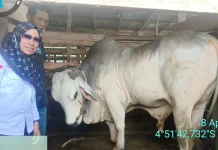 Iduladha 2026, Penyembelihan Kurban di Baubau Turun Hampir 100 Ekor