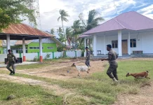 Satpol PP Bombana Amankan Enam Kambing Liar Berkeliaran