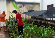 Dukung Ketahanan Pangan, Lapas Baubau Libatkan WBP Kelola Lahan Pertanian
