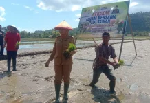 Pemkot Baubau Gelar Gerakan Tanam Bersama Padi Sawah