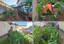 Lapas Baubau Bekali WBP Keterampilan Bertani melalui Program Hortikultura