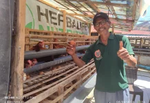 Pensiunan PNS di Baubau Sulap Balkon Rumah jadi Peternakan Ayam Petelur