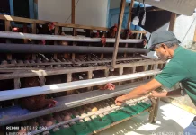 Bermodal 150 Ayam Petelur, Pensiunan PNS di Baubau Sukses Berwirausaha