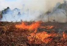 KemenLH Ungkap Penyebab Kebakaran Hutan dan Lahan Berulang