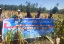Polsek Sorawolio bersama Petani Panen Tiga Ton Jagung