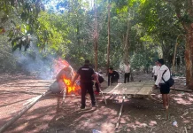 Polsek Murhum Gerebek Arena Judi Sabung Ayam