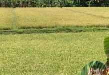 Dipertan Baubau Bersama Petani Mitigasi Kekeringan Lima Hektare Sawah