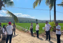 Wali Kota Baubau Tinjau Sawah Terdampak El Nino, 26 Hektare Dilanda Kekeringan