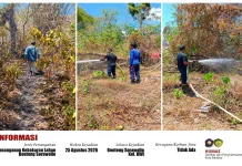 Dua Hari, Damkar Baubau Tangani 5 Kebakaran Lahan