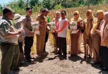 Solusi Pakan Ternak, Dipertan Baubau Salurkan 2 Ton Bibit Jagung