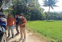 Sawah Bungi Mulai Kekeringan, Pemkot Baubau Dorong Pemerataan Air