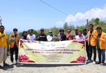 Bupati Bombana Panen Perdana Bawang Merah Percontohan