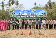 Bombana Percepat Tanam Jagung Kuartal IV 2026