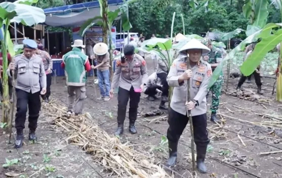 Penanaman Jagung Serentak di Desa Kaongkeongkea Perkuat Ketahanan Pangan