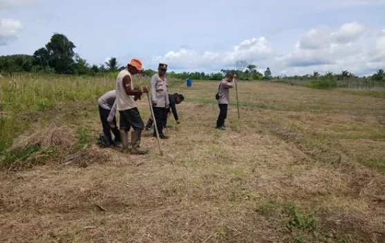 Swasembada Pangan Polsek Sorawolio Bersama Petani Tanam Jagung