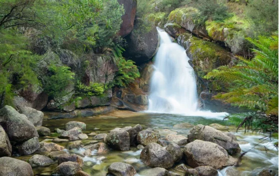 Surga Hijau Nusantara: 6 Hutan Indonesia yang Bikin Terpukau