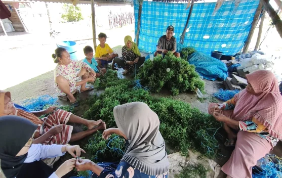 Kemenkum Sultra Kawal Merek Kolektif Rumput Laut Napa