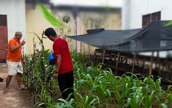 Dukung Ketahanan Pangan, Lapas Baubau Libatkan WBP Kelola Lahan Pertanian