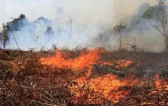 KemenLH Ungkap Penyebab Kebakaran Hutan dan Lahan Berulang