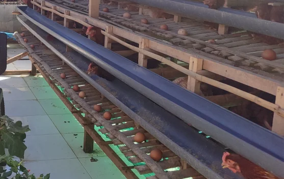 Tercatat 4 Pelaku Usaha Minat Peternak Ayam Petelur di Baubau Rendah